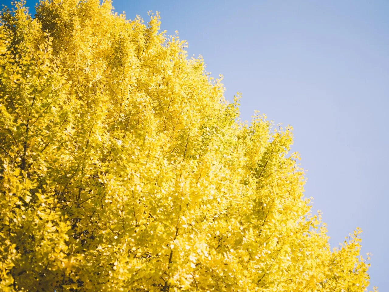 Yellow tree