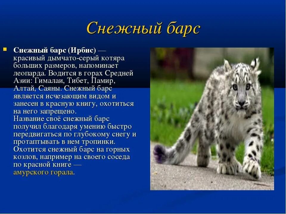 Животные из красной книги Росси. Снежный Барс красная книга. Доклад о животных из красной книги. Доклад о животных красной книги 2 класс. Какие животные красной книги обитают в башкортостане