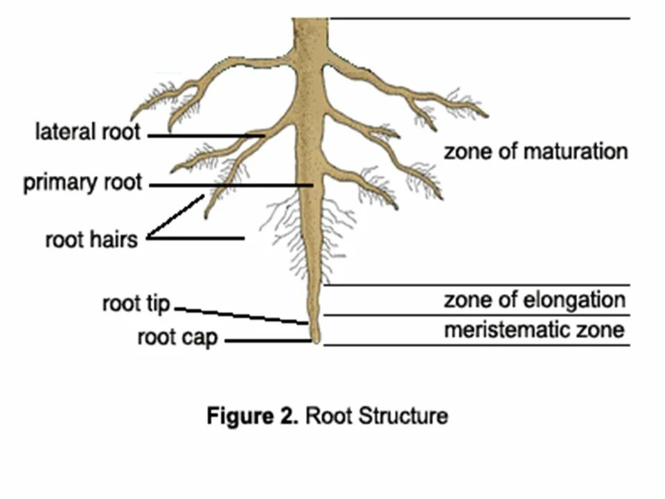 Root threads. Root structure. корневые системы растений. secondary structure of the root. корневая система деревьев.