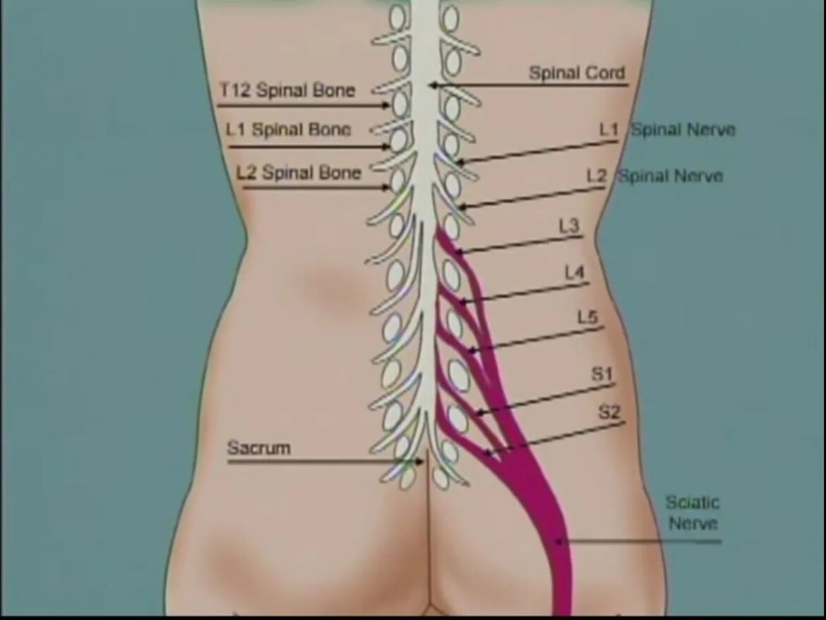 T t 12 7 t 0. Th12 l2 позвонки. Сегменты позвоночника l4-l5, l5-s1. Позвоночный диск l5-s1 расположение. Диски позвоночника l3-4, l5-s1.