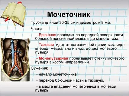 Тазового отдела мочеточника
