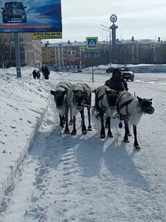 Хелло воркута