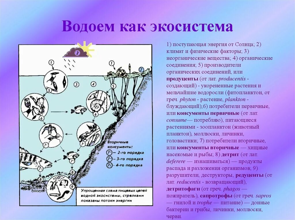 Водоросли редуценты. Экологическая структура водоёма. Структура водной экосистемы. Экосистема водоема схема. Компоненты водной экосистемы.