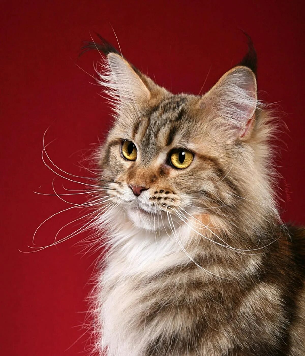 Манкун коты