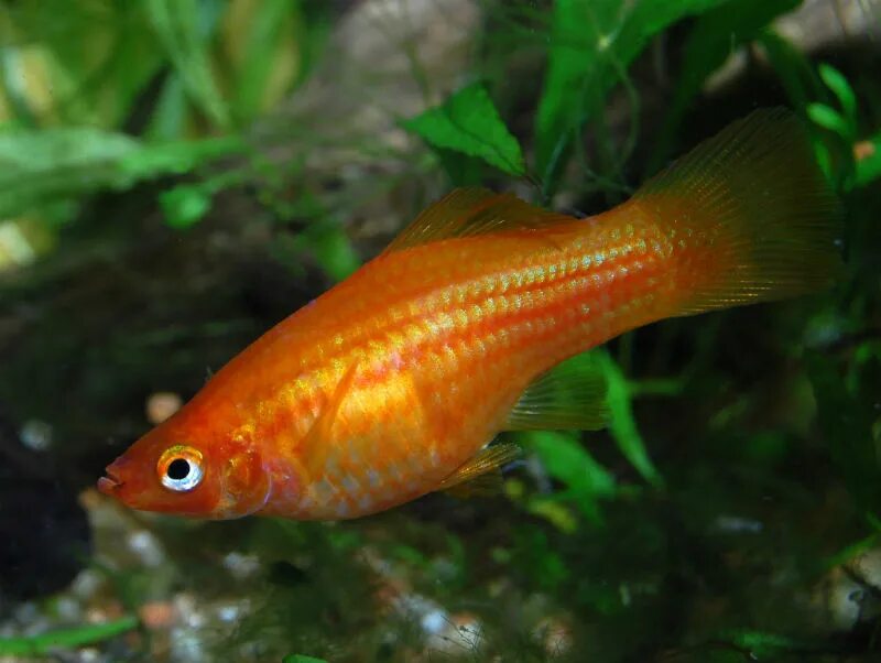 Самка меченосца фото. Меченосец вуалевый. Золотистый меченосец. Аквариумные рыбки меченосцы барбусы. Пецилия красная чернохвостая.