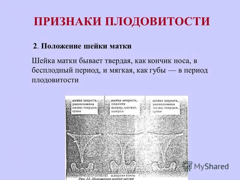 Какая матка на ощупь при беременности