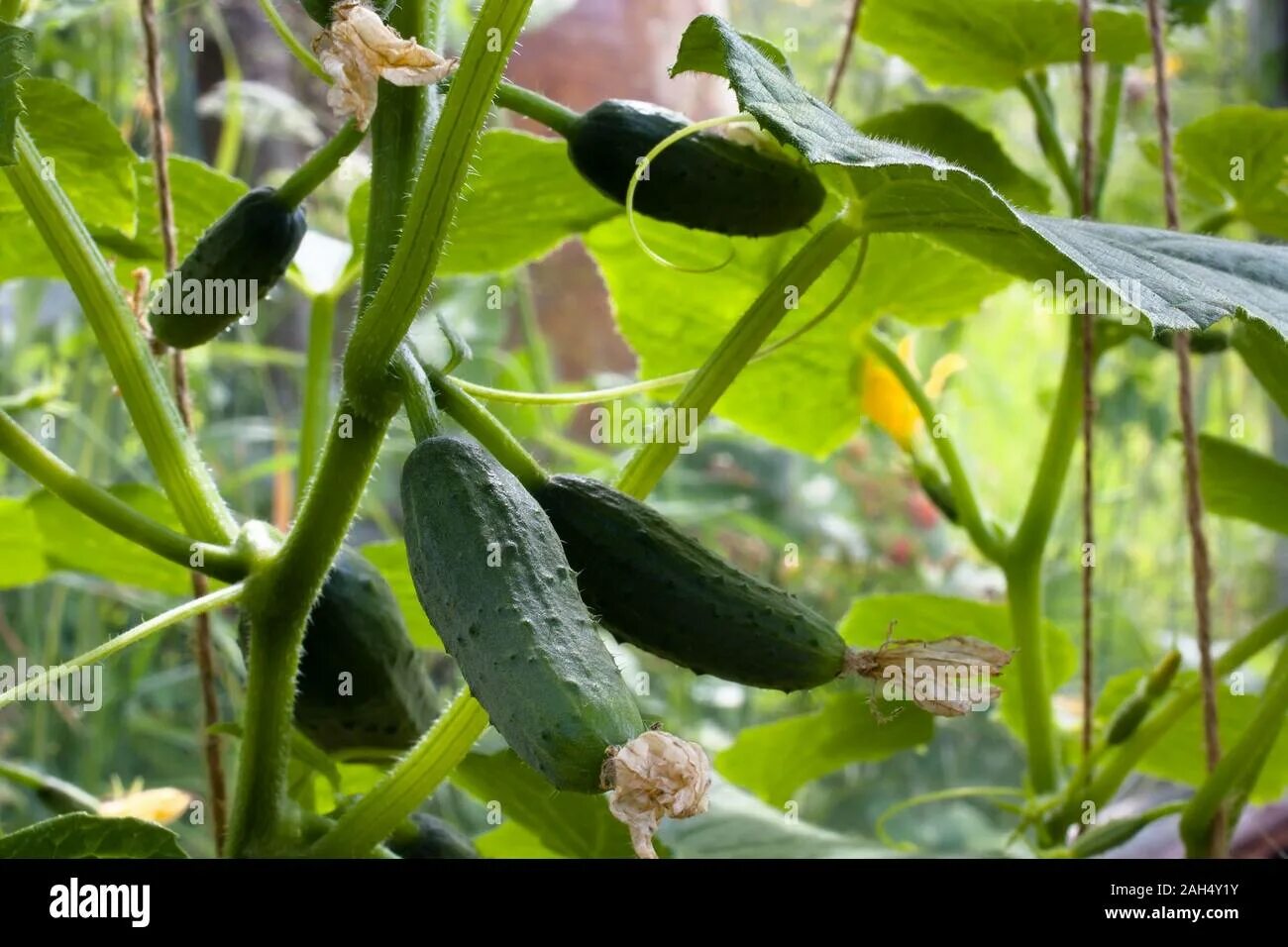 Cucumber growing