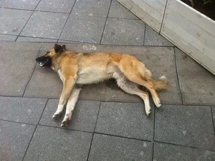 Собака без сил