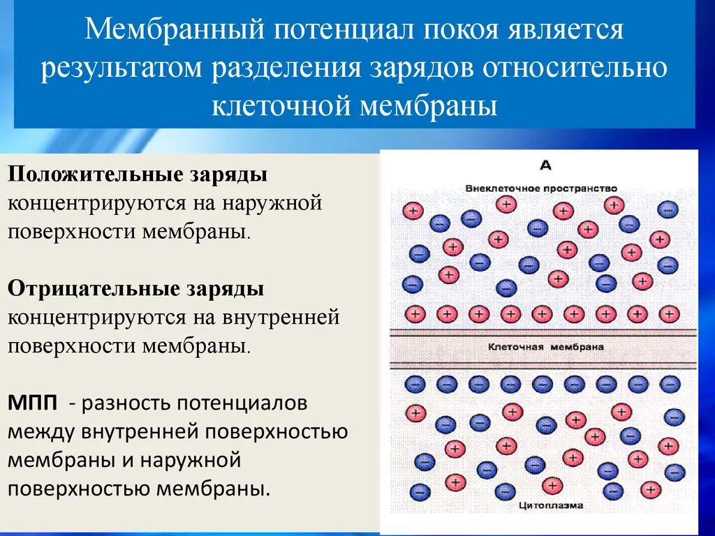 Физическое состояние клетки. Мембранный потенциал ионов клетки. Электрический потенциал клеточной мембраны. Мембранного потенциала покоя факторы формирования. Потенциал покоя заряд мембраны.