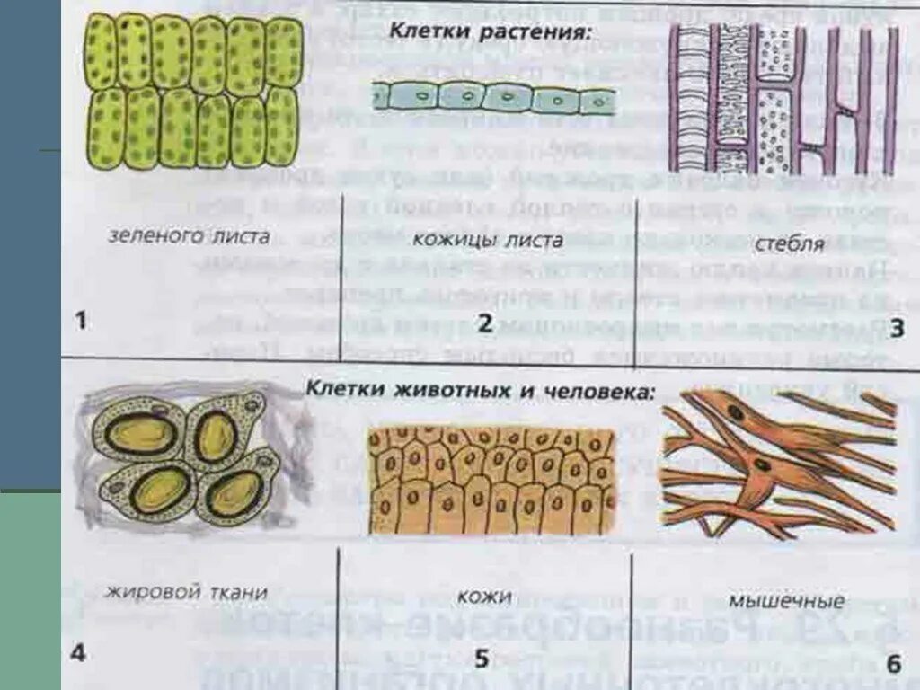 Виды растительных клеток. Ткани клеток растений и животных. Виды клеток растений. Изучение многообразия тканей животных