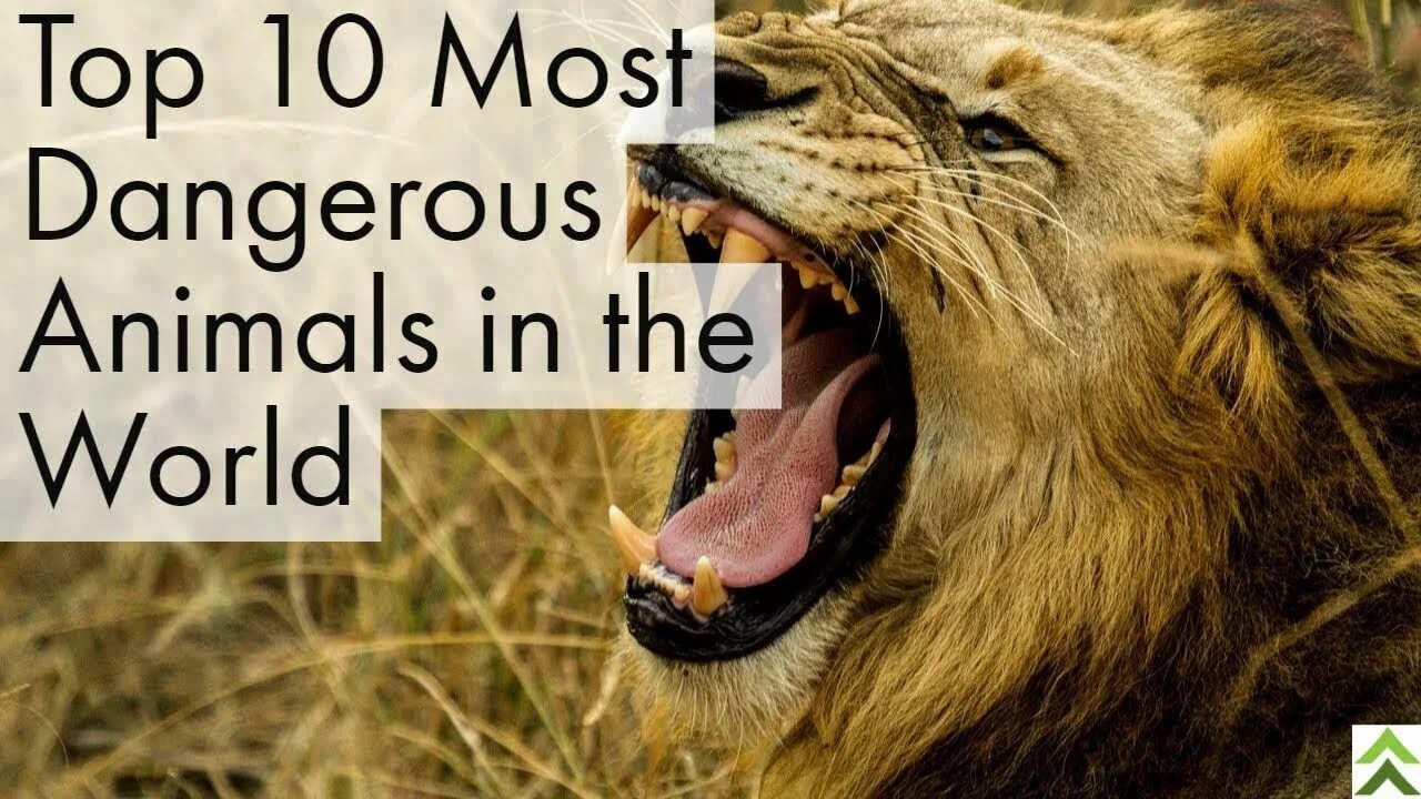 Dangerous animals. The most Dangerous animal in the World.