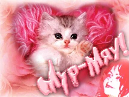 Мой котенок картинки