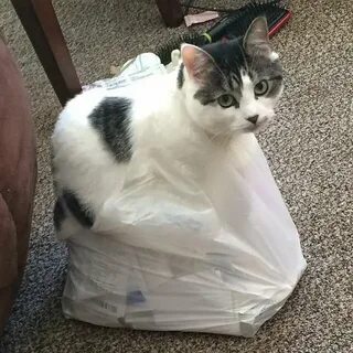 Destroy cat