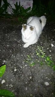 Кот и пес новокузнецк