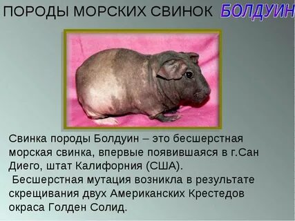 Почему морская свинка так называется