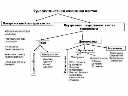 Основные компоненты цитоплазмы эукариотической клетки