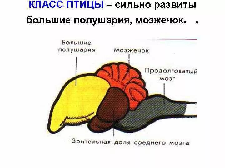 Развитый мозжечок у птиц. Строение отделов головного мозга птиц. Головной мозг птицы схема. Отделы головного мозга у птиц схема. Схема строения головного мозга птицы.