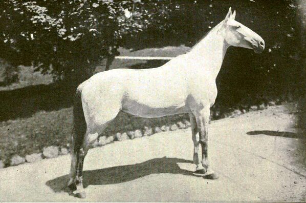 ANIMALS ON THE HOME FRONT, 1914-1918 Imperial War Museums