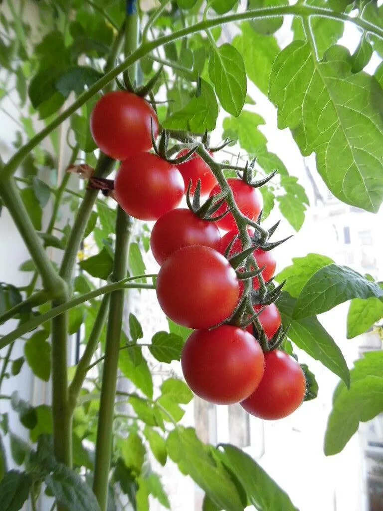 Как ухаживать за помидорами на подоконнике. Черри балконное чудо. Балконные томаты черри. Помидоры черри балконное чудо. Томаты черри балконные семена.