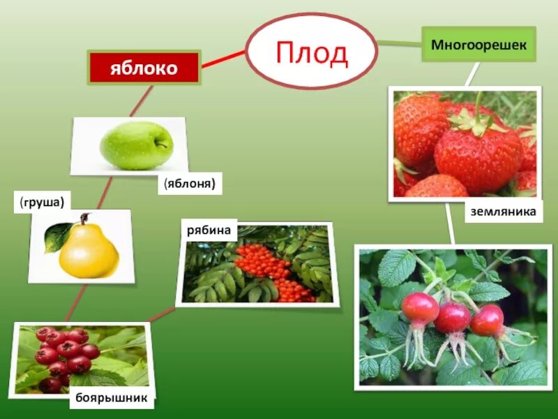 Многоорешек сухой или сочный плод. Многоорешек сложный плод. Многоорешек сухой или сочный плод. Плоды сухие ореховидные многоорешек. Строение плода клубники.