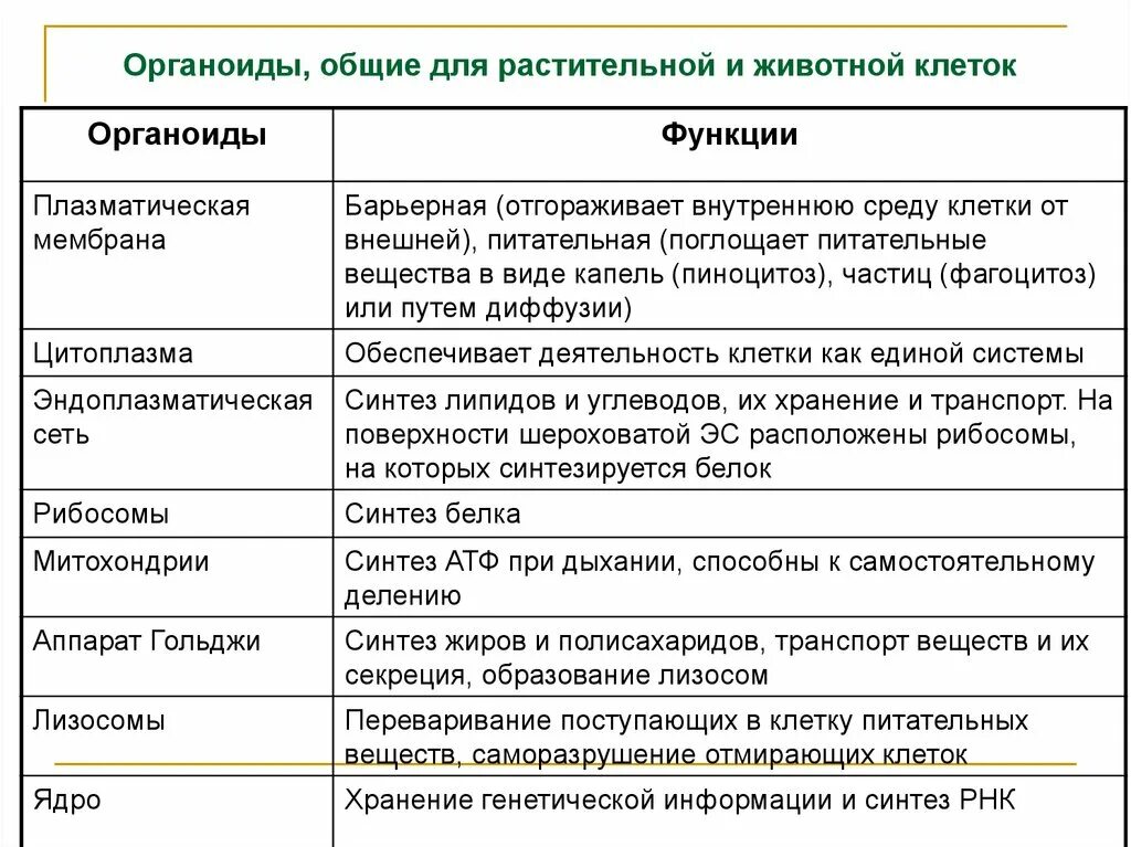 Какие есть функции клетки. Строение и функции растительной клетки таблица. Строение растительной клетки функции органоидов клетки. Функции органоидов животной клетки. Строение и функции основных органоидов животной клетки.