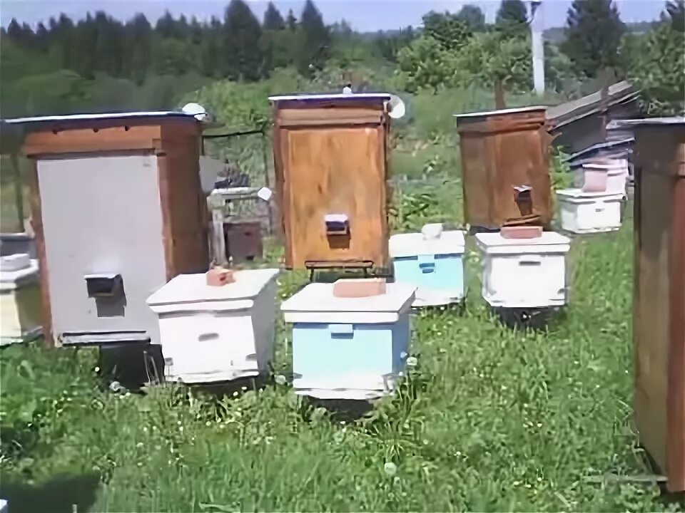 Метод цебро в пчеловодстве. Улей владимира петровича цебро. цебро таблетки. метод цебро.