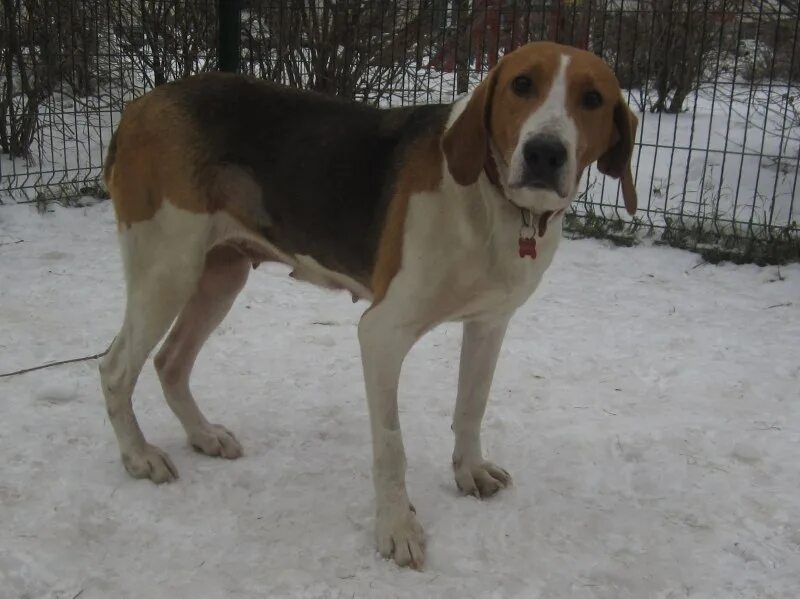 Русская гончая выжлец 4 мес. Сибирская пегая гончая. Авито собаки гончая. Русские гончие алтайского края. Авито собаки гончая.