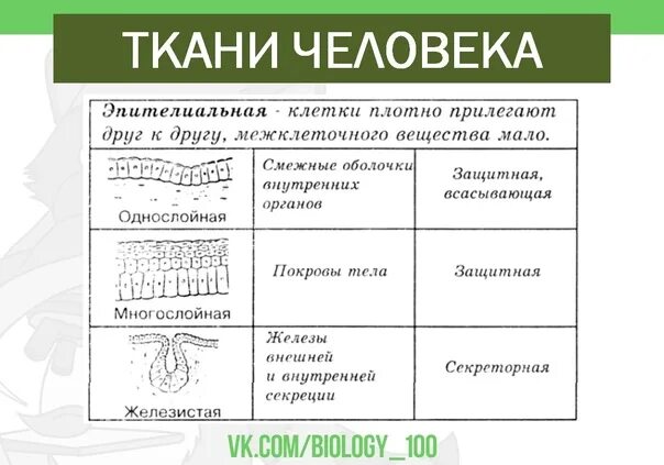 Характеристика тканей человека таблица. Типы тканей человека таблица. Ткани человека таблица ЕГЭ. Ткани человека ЕГЭ биология таблица. Ткани человека таблица 8 класс по биологии.