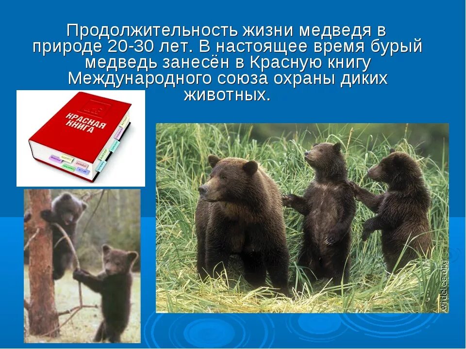 Сколько живут все животные. Продолжительность жизни медведя. Продолжительность жизни Медв. Продолжительность жизни бурого медведя. Медведь красная книга.