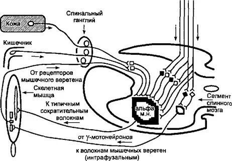 Спинальный шок механизм