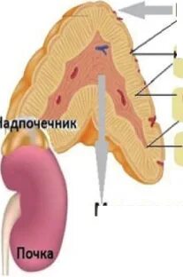 Сетчатая зона надпочечников
