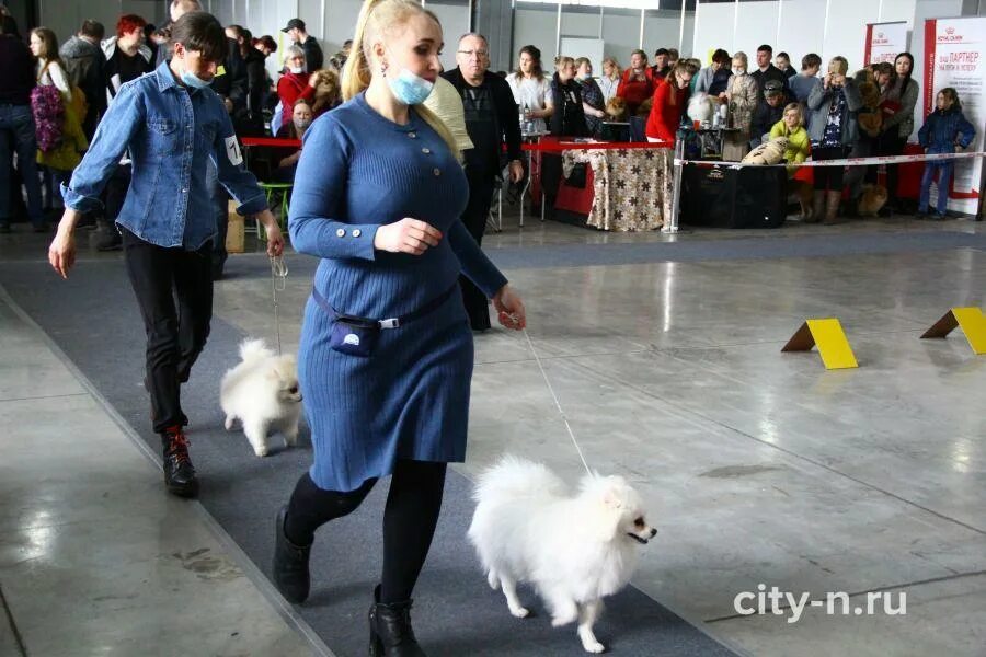 На выставке собак. Декабрь собаки выставка. Выставка собак в Волгограде 2022.