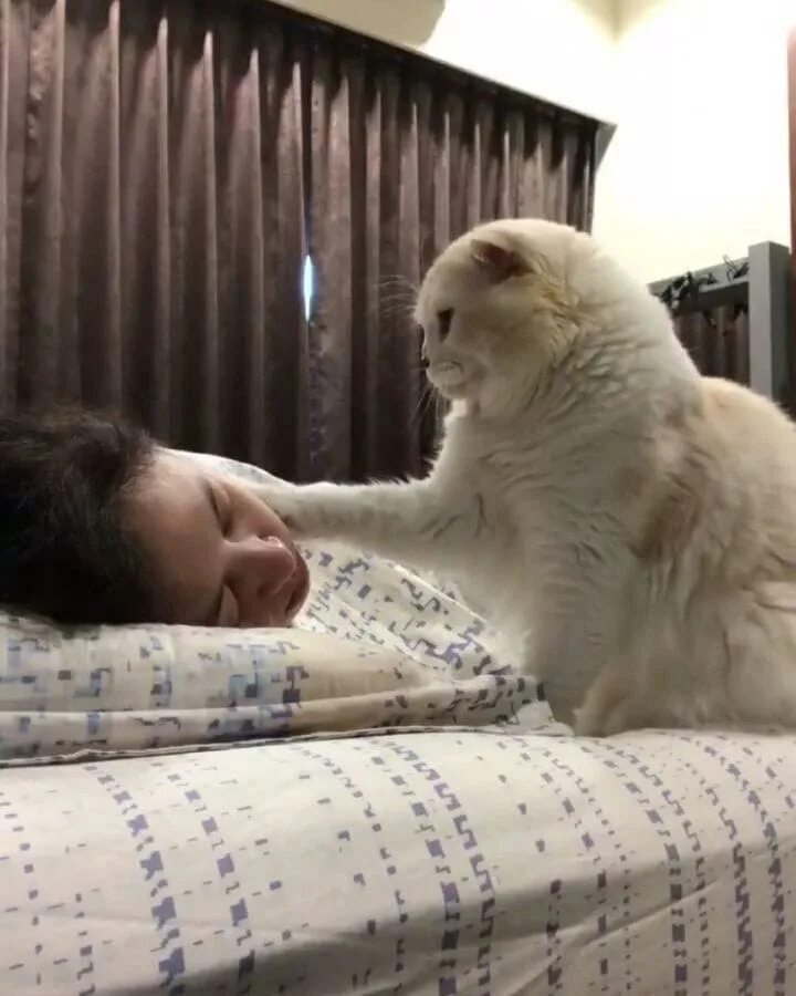 Сонный кот проснулся. Кот будит утром. Я же коты. Котик проснулся. Кот будит утром.