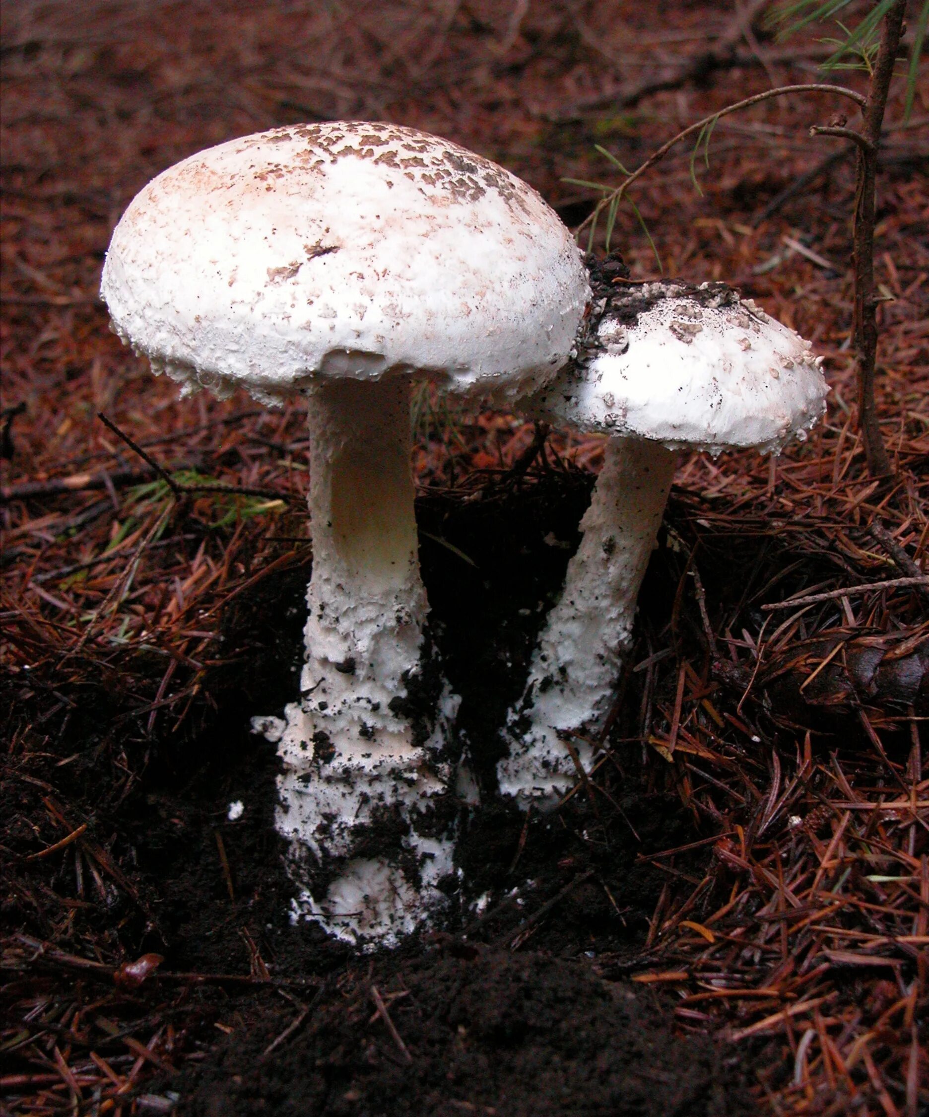 Amanita smithiana. Ядовитые грибы мухомор. аманита гриб. бледная поганка. amanita шампиньон.