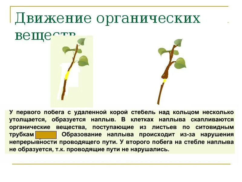 Процесс в ходе которого происходит органических веществ. Процесс в ходе которого происходит органических веществ