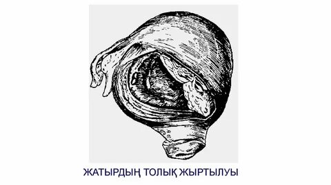 Үлкен большие жопы в анал