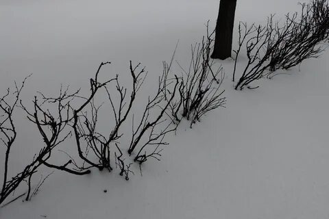 Ветки кустарников