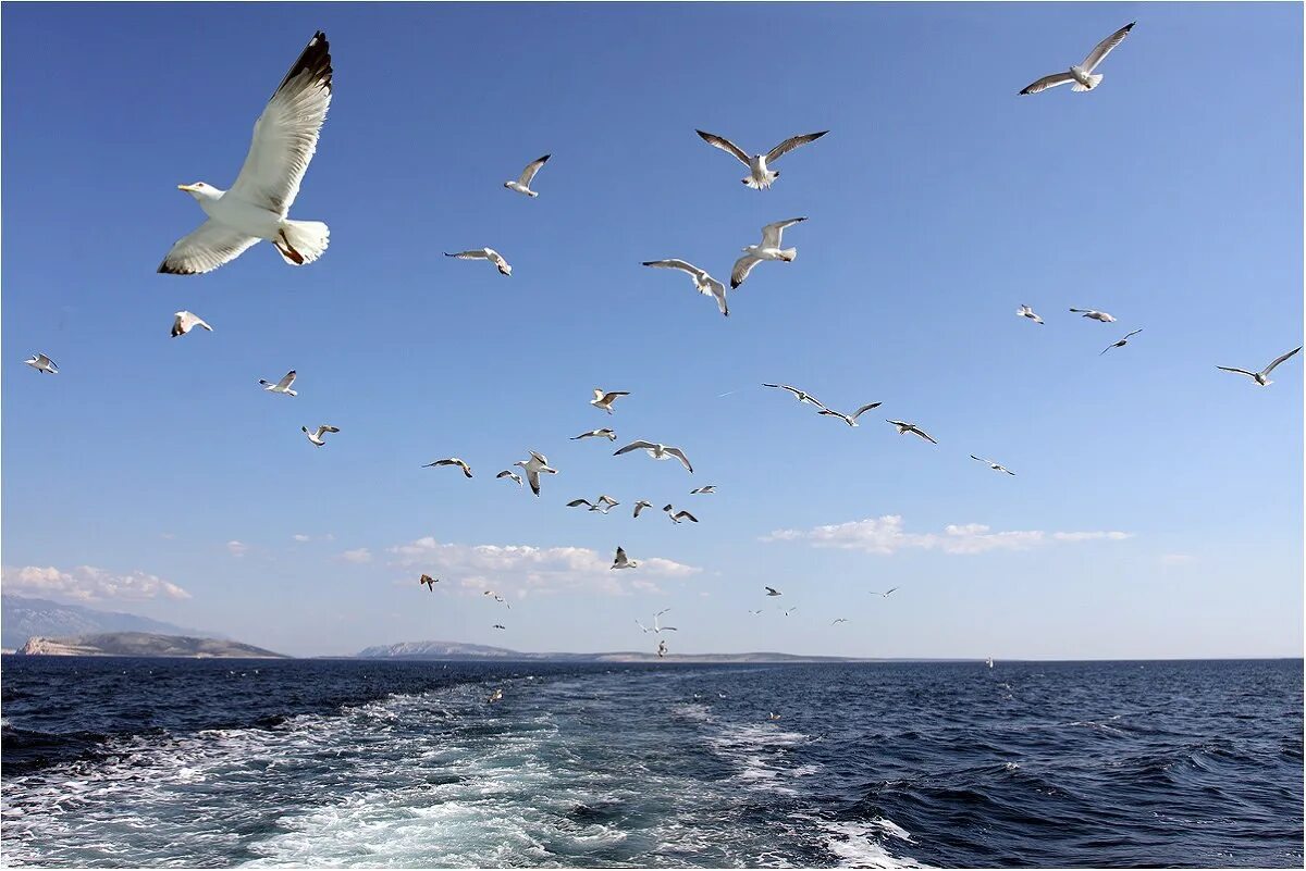 Мимо пролетают чайки. Птицы над морем. чайки в небе. море, чайки.