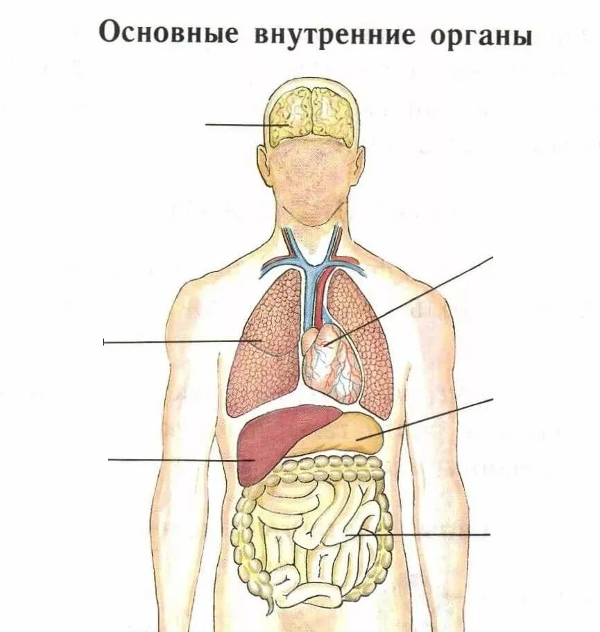 Форма органов человека. Внутренние органы человека схема схема. Схема внутреннее строение организма. Внутренние органы человека вид спереди. Внутренняя структура человека схема расположения.