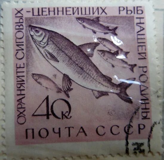 почта рыбное. рыбное 2 почта. рыбное ул калинина дом 20. почта рыбное график. рыбное почта.