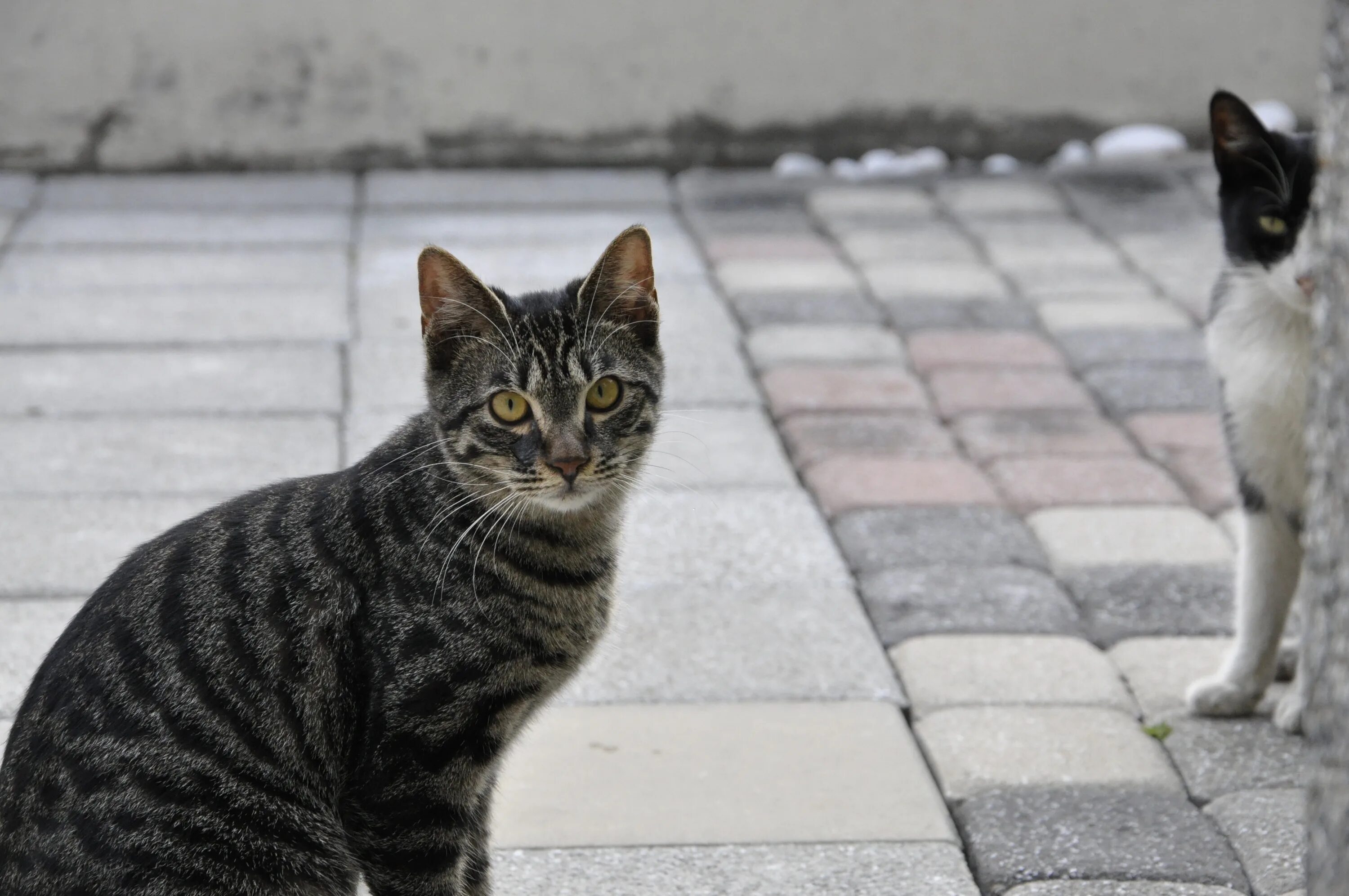 Cats site