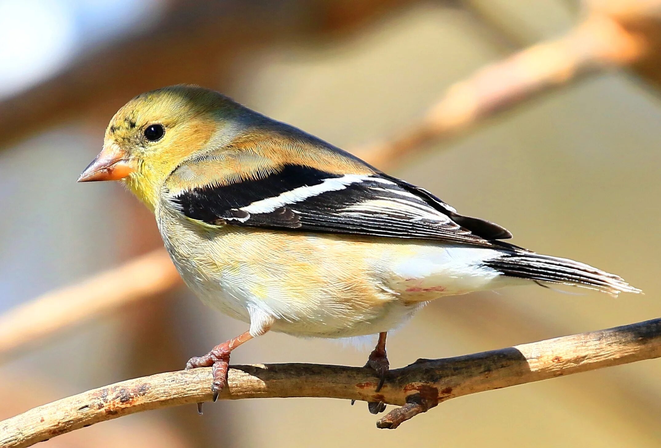 Пение птицы 5 букв. Щегол альбинос. Щегол Майер. American Goldfinch птица. Щегол Майер пение.