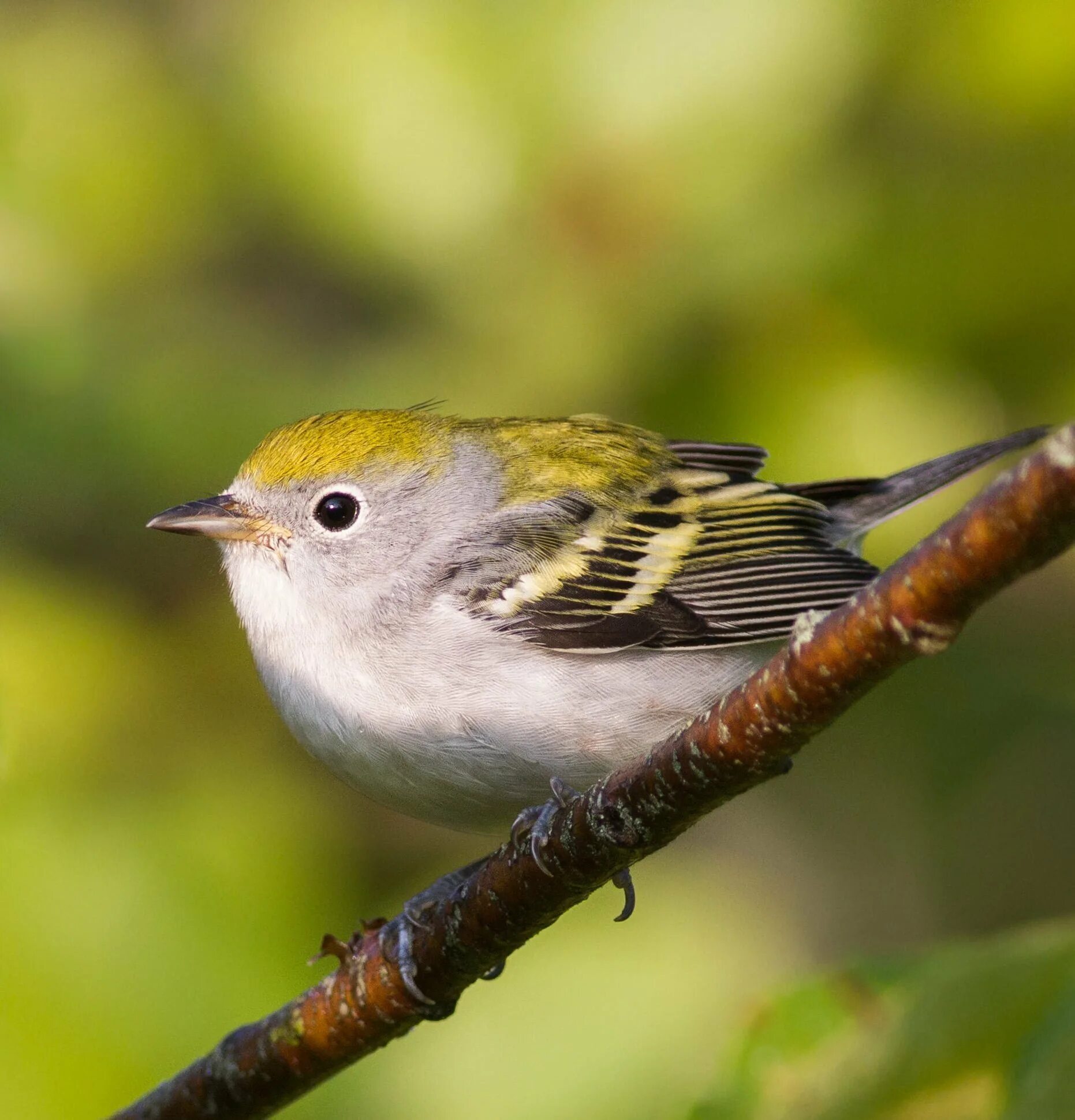 Птица с желтыми полосками на крыльях. Птица Yellow Rumped Warbler. Отряд воробьиных желтогрудка. Золотоголовый Королек. Желтогрудый Воробей.