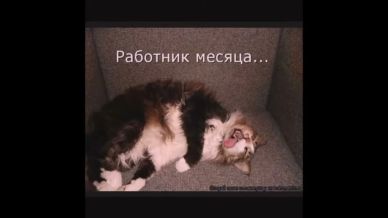 Умирающий кот мем. Кот демотиватор.