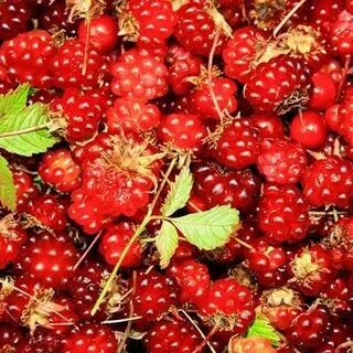 Княженика семена