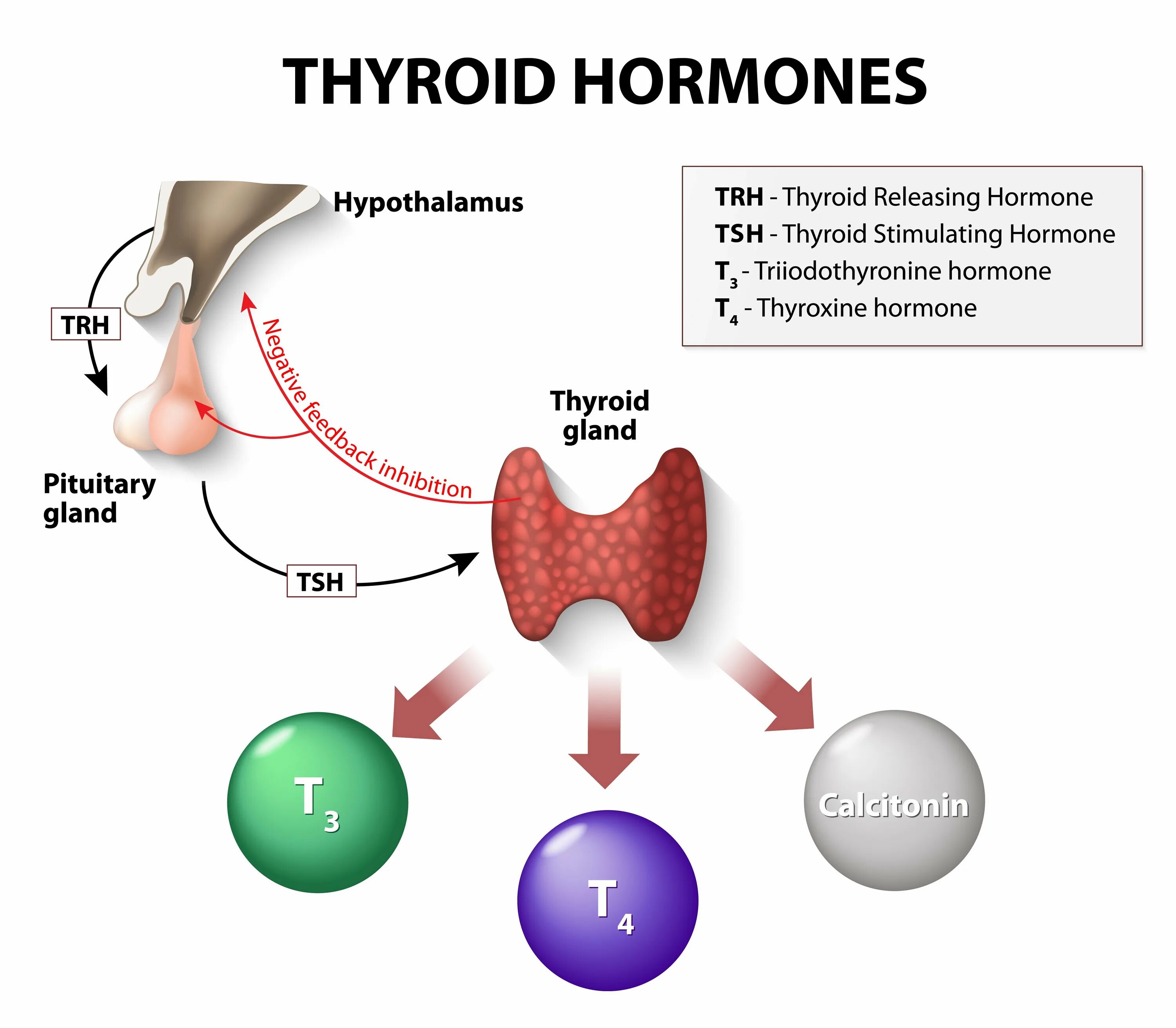 Механизм регуляции секреции гормонов щитовидной железы. Гормоны щитовидной железы тироксин и трийодтиронин. Схема действия гормонов щитовидной железы. Механизм действия тиреоидных гормонов щитовидной железы.