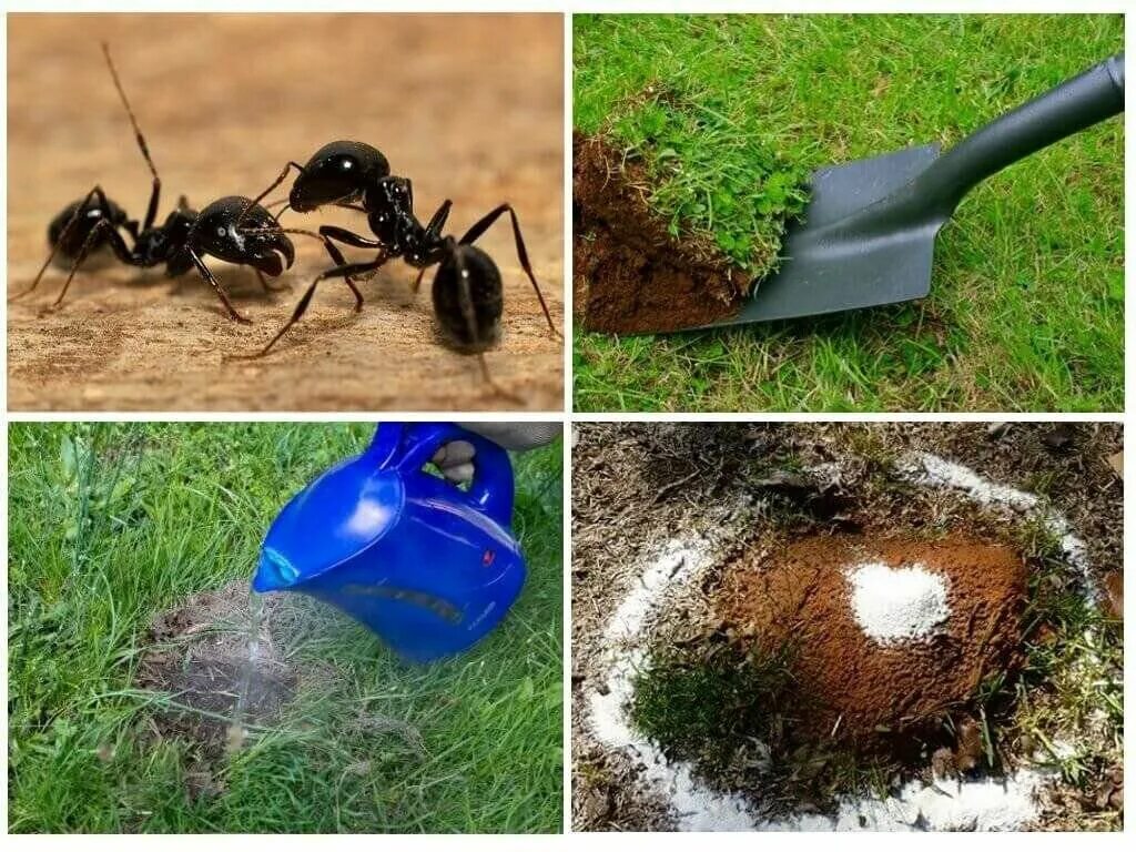 Средство от муравьёв на участке. Борьба с муравьями на участке. Средство от муравьев на огороде. Большие муравьи на дачном участке.