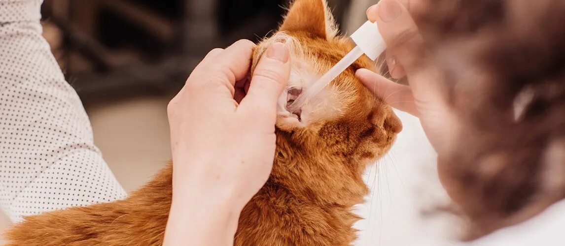 Как капать капли котенку