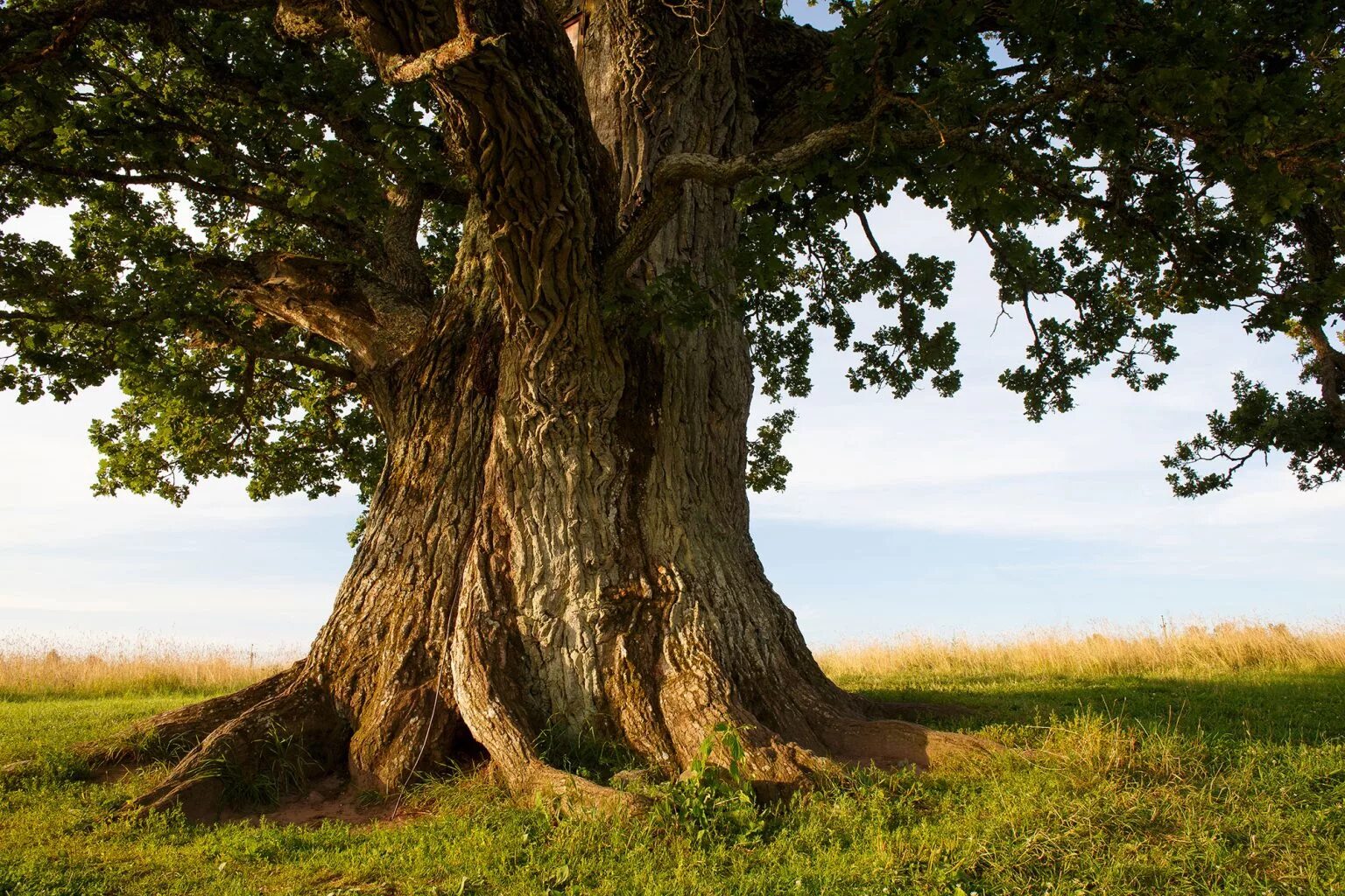 Жизнь дерева дуба. Панский дуб Белгородская область. Дуб черешчатый раскидистая крона. Дуб черешчатый аллея. Oak Moka дерево.