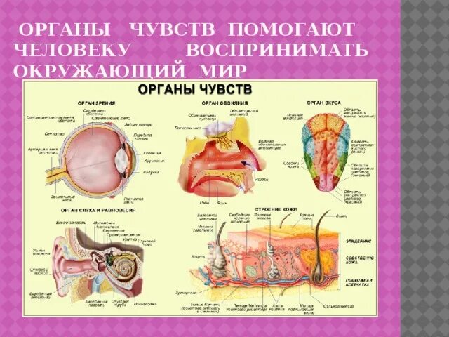 Как человек воспринимает окружающий мир 4 класс. Органы чувств. какие органы чувств у человека. анатомия чувств. органы чувств с подписями.